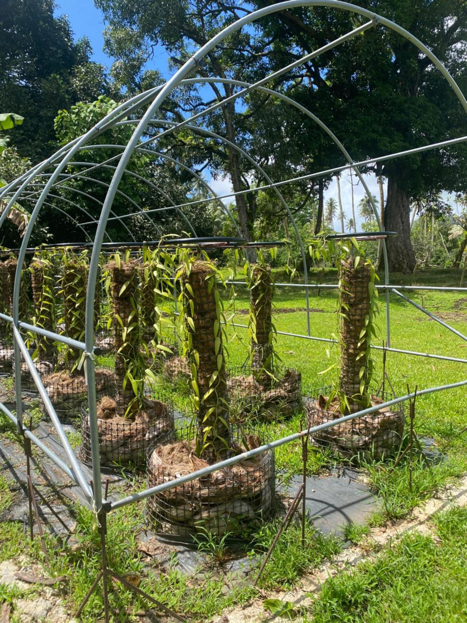 Huahine Serenity Cottage Maroe المظهر الخارجي الصورة